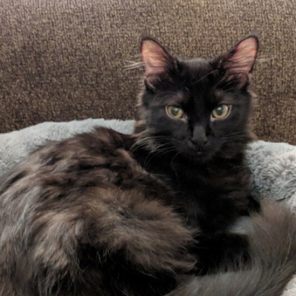 Meet your Posher, Kasey - Picture 1 of 1